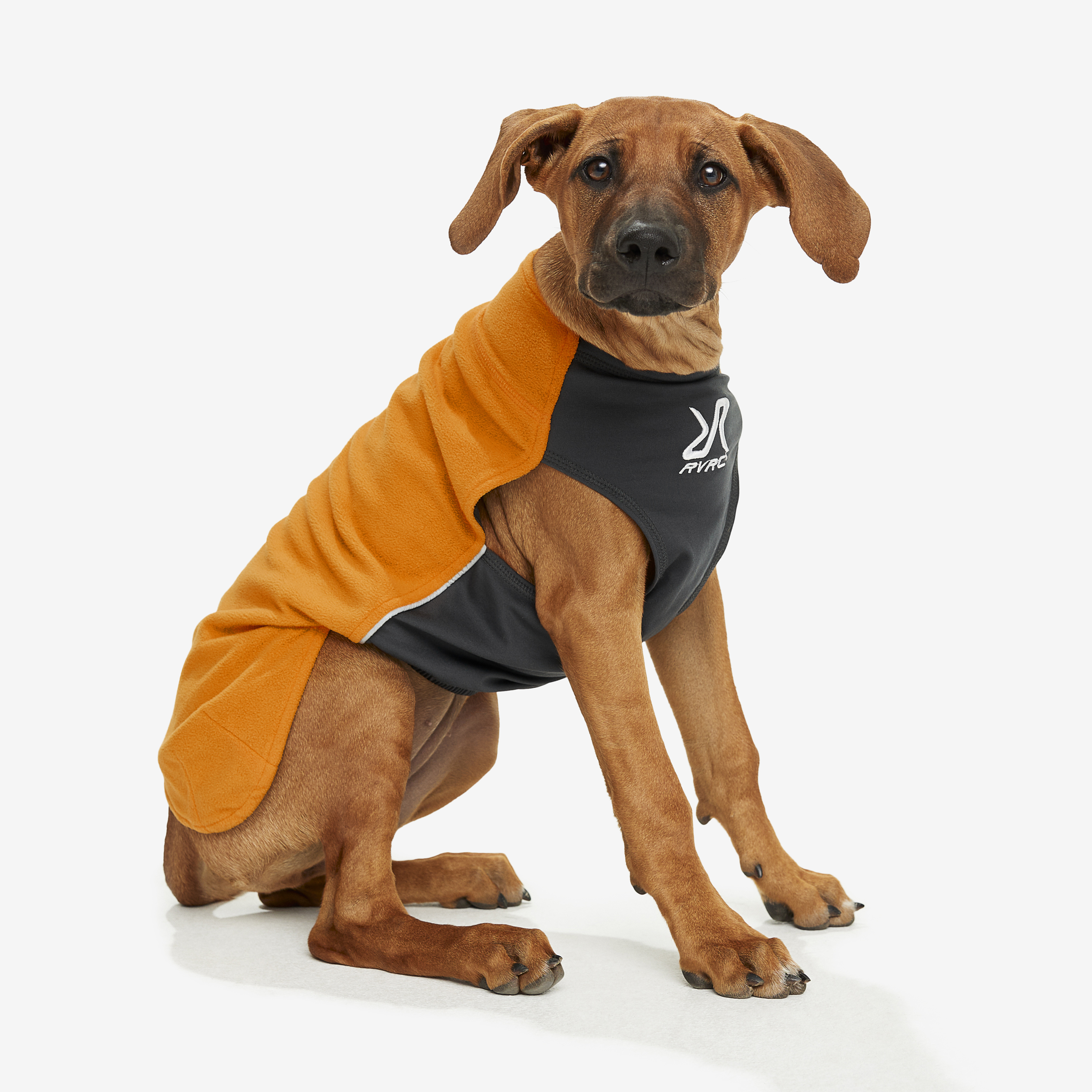 Dog fashion training clothes