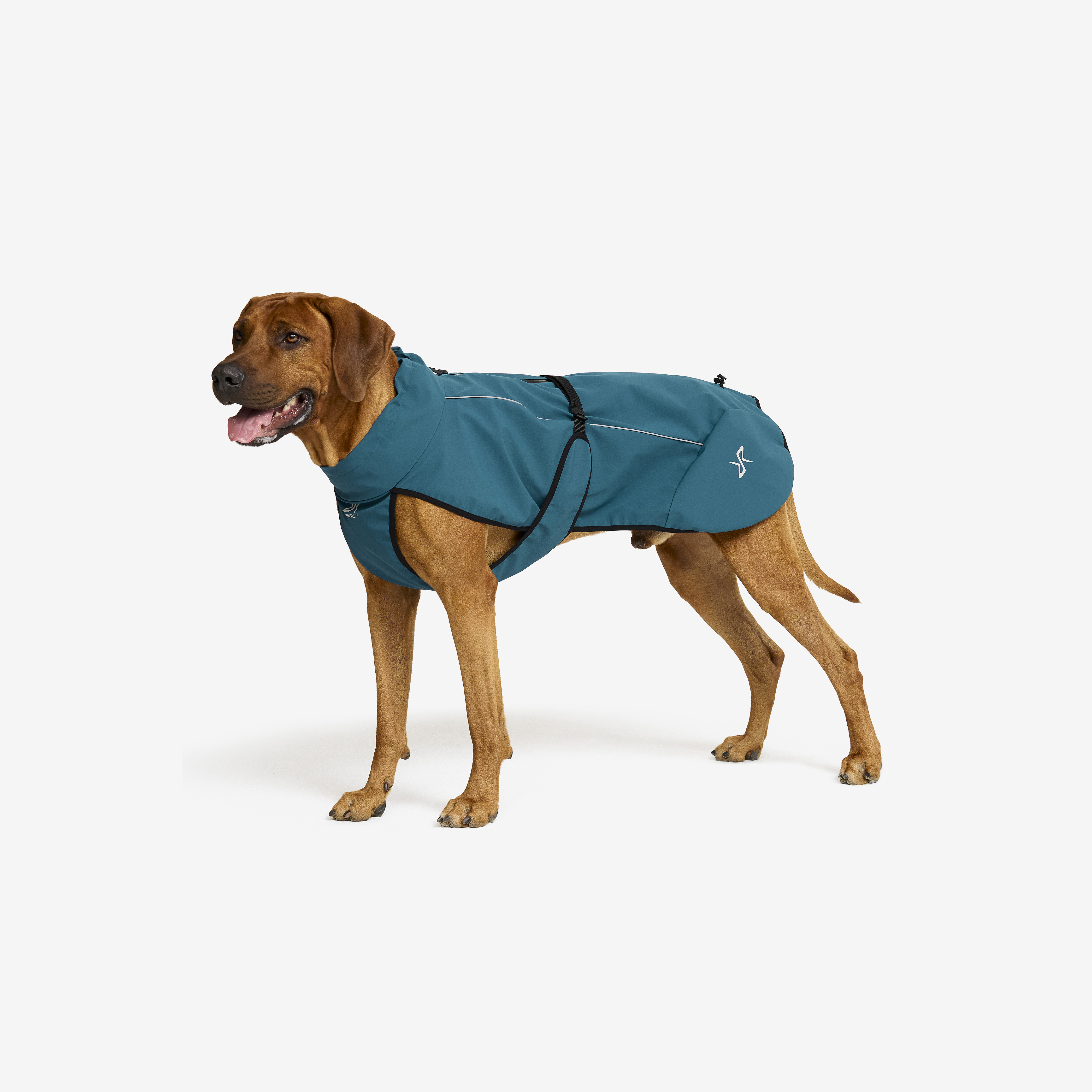 Cyclone Dog Jacket Moroccan Blue Koira