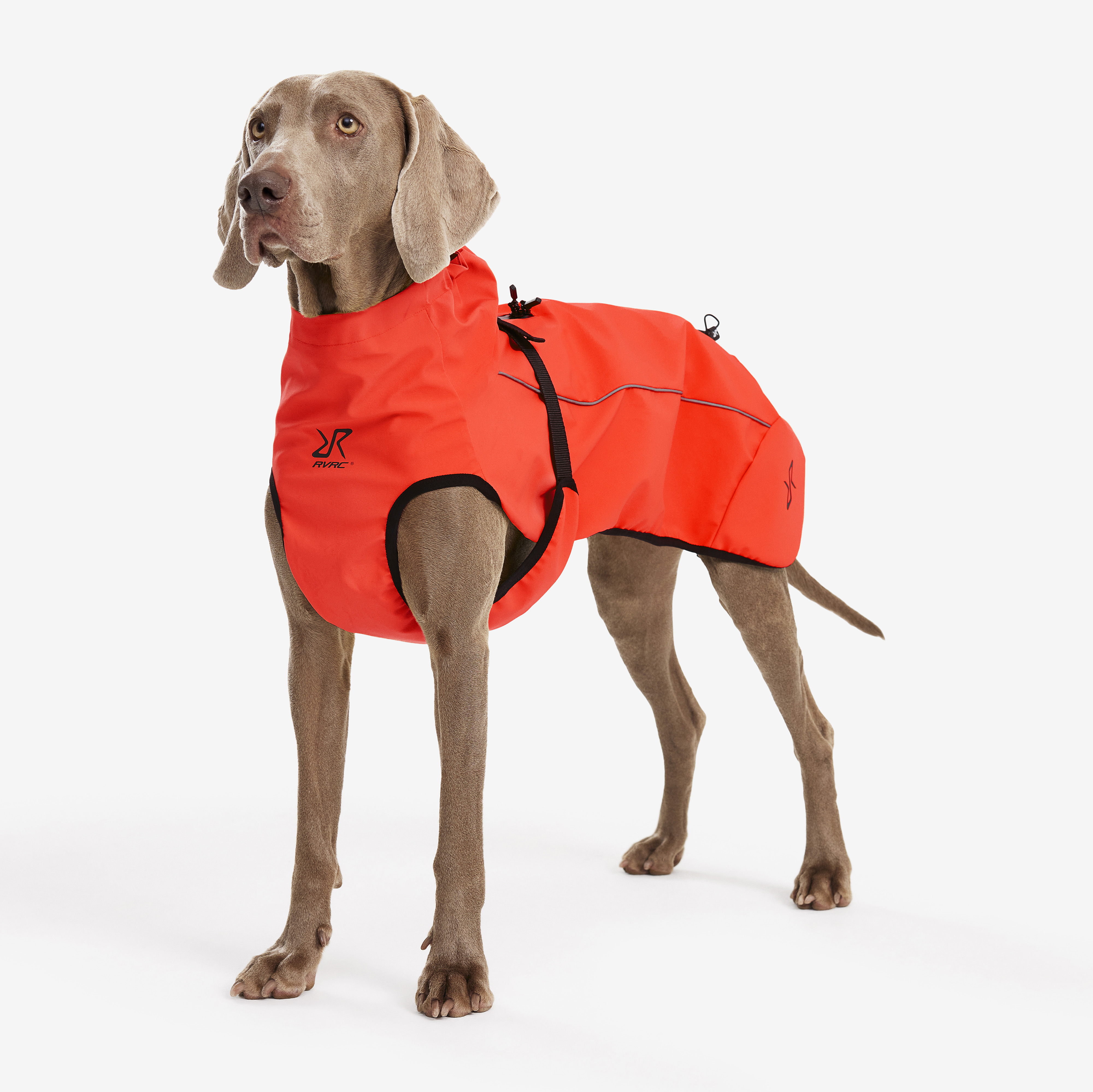 Cyclone Dog Jacket Pureed Pumpkin Dog